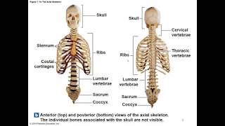 Chapter 7 Axial Skeleton [upl. by Aprilette22]