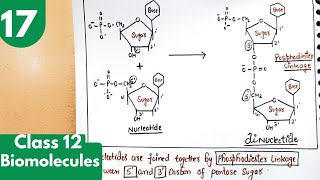 17 Nucleoside and Nucleotide Polynucleotides Phosphodiester linkage Biomolecules Class12 [upl. by Beckett]