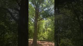 Cicadas chirp loudly in wooded area in McCalla Alabama [upl. by Oijimer504]