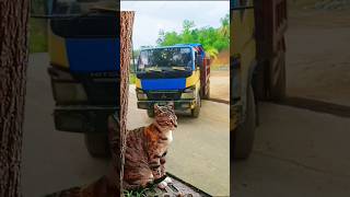 DumpTruk Canter muatan batu pecah DumpTruk TrukCanter Short cat kucinglucu [upl. by Arnelle]