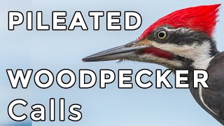 Pileated Woodpecker Calls Learn 4 common sounds including their drumming [upl. by Nichole]