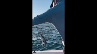 Ocean fishing at Myrtle Beach SC 101424 oceanfishing fishingvideo fishing fishinglife [upl. by Airda563]