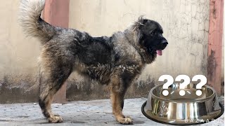 The IDEAL DIET For Your Caucasian Shepherd [upl. by Salomie]