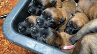 Puppies crying The sound that all dogs love Belgian Malinois [upl. by Eizeerb649]