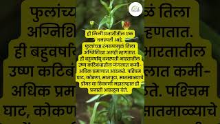 कळलावी  Gloriosa superba  औषधी वनस्पती  Medicinal plant [upl. by Yoshiko]