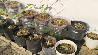 asiknya berkebundirumah tanaman cabai polibag galonbekas  gardening with chili plants [upl. by Choo]