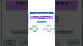 les fonctions de la membrane plasmique [upl. by Voorhis]