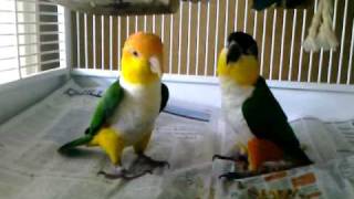 Caique parrots playing [upl. by Nerad114]