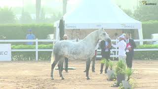 CHAMPIONNAT NATIONAL DES CHEVAUX ARABE BARBE 2024 البطولة الوطنية للخيول العربية البربرية بالجديدة [upl. by Notseh]