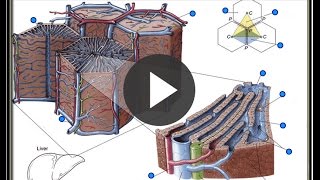 Hepatic Lobule of liver [upl. by Rodnas260]