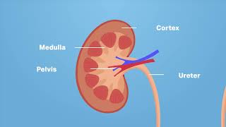 The Structure of the Kidney and Nephron  Kidney WJEC GCSE Biology  ENGLISH [upl. by Ahsemac]