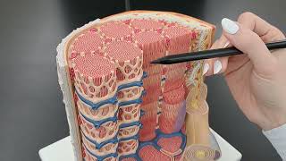 Muscle Fiber vs Myofibril Anatomy [upl. by Aliakam]