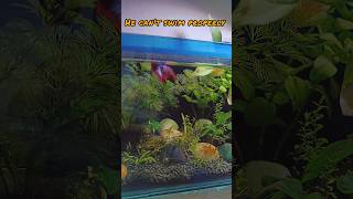 Betta Fish Swim Bladder Treatment  Fish Swim Bladder Disease  Fish Treatment  aquariumfish [upl. by Chow]