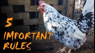 Chicken Keeping for Beginners  UK Rules and Regulations [upl. by Kirrad]