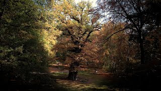 Die Ivenacker Eichen  Ein Naturmonument [upl. by Thorma]