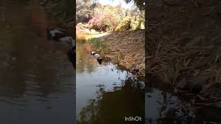 Duck in the pond 2 nature [upl. by Shelley]