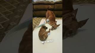 dog frenchie chihuahua puppy music [upl. by Dadelos403]