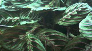 Prayer plant time lapse [upl. by Nekal]