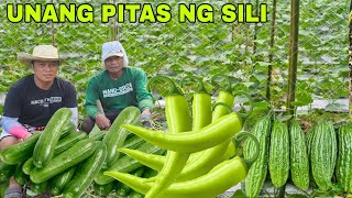 Unang pitas ng sili pipino Ampalaya Finally namumunga na lahat ng gulay sa bukid parang kailan lng [upl. by Tratner]