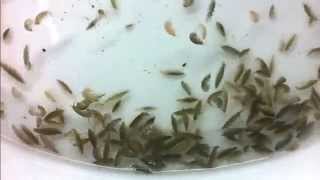 GammarusAlimento vivo para peces Live fish food [upl. by Nwahsauq]