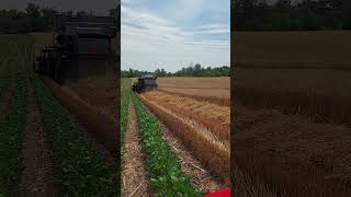 Gleaner L3 Combine in Wheat [upl. by Len]