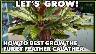 CALATHEA [upl. by Cruce]