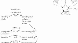 The Gag Reflex Draw it to Know it Neuroanatomy [upl. by Strade607]