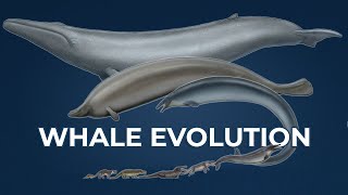 Tracing Whale Evolution Origin of Cetaceans [upl. by Jammie]