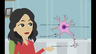 La structure et la fonction des neurones Psychologie de base  les divisions du système nerveux [upl. by Julianna]