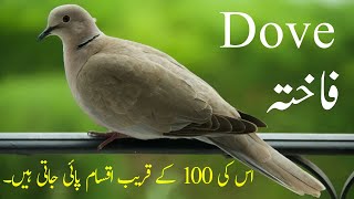 About Dove  Fakhta and its Kinds in UrduHindi  Animal Nature [upl. by Alletsyrc]