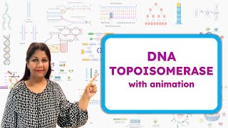 Type 1 and Type 2 DNA Topoisomerase  How Topoisomerase works  Molecular Biology🧬 [upl. by Nakada]