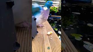 Northern pigeons hit different 😄 short shortsyoutube yt youtube ytshorts viralshort funny [upl. by Livia256]