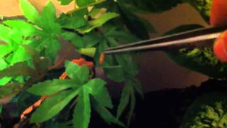 Crested gecko eating meal worms [upl. by Aundrea]