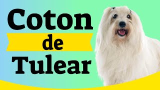 🐾 Coton de Tulear The Royal Companion of Madagascar [upl. by Mayman]