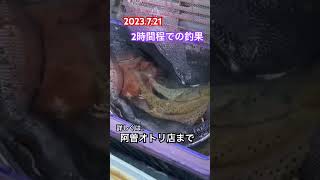 【千種川】アマゴ釣果 2023 7 21 [upl. by Rempe]