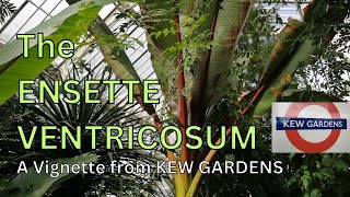 False Banana Plant  Ensete Ventricosum  Maurelii  Red Stripe  Kew Gardens [upl. by Devin]