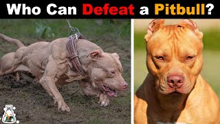 6 Dogs That Could Defeat a Pitbull [upl. by Montano]