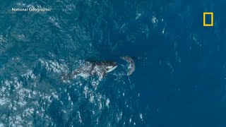 Rare footage captures lone orca killing great white shark [upl. by Ymmaj]