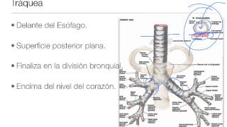 Anatomia del Mediastino [upl. by Cibis]