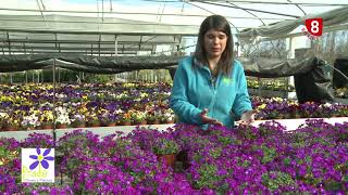 La Aubrieta características y cuidados  Tu Jardín a Punto [upl. by Ynove]