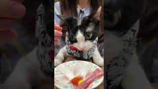 Today we have to chew on a hard bone Devon Rex cat foodie cat the most active kitten in eatin [upl. by Sjoberg]