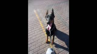 Doberman Ladrando [upl. by Calmas]