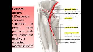 lower limb arteries Anatomy 2  9علاج طبيعى [upl. by Etnovad]