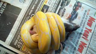 Lavender albino tiger retic the kill prt one [upl. by Ennaerb901]