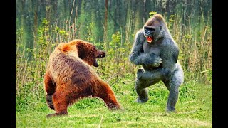 BEAR VS GORILLA WHO WINS [upl. by Riggs]