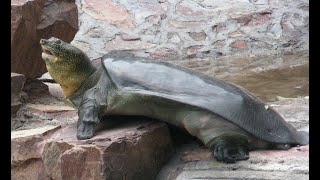 Rescuing A God New Hope For The Yangtze Giant Softshell Turtle [upl. by Bruce]