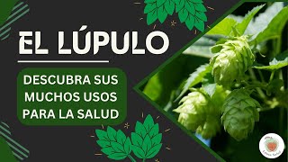 Para qué Sirve el LÚPULO [upl. by Fabiola149]