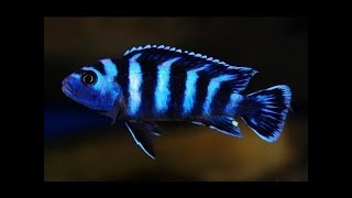 Demasoni and Blue lab Cichlids Part 1 [upl. by Halian958]