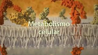 Metabolismo celular anabolismo y catabolismo [upl. by Linnet]