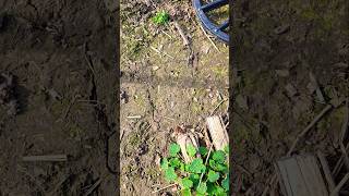 Metal detecting but I found an arrowhead instead Arrowhead hunting upstate New York [upl. by Nofpets658]